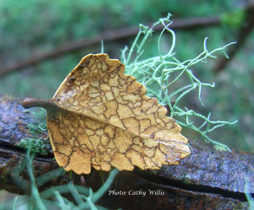 Myrtle Beech leaf