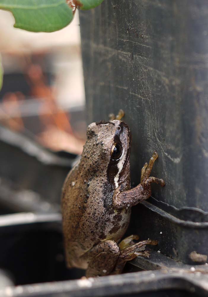 Brown Tree Frog on FOWSP tube