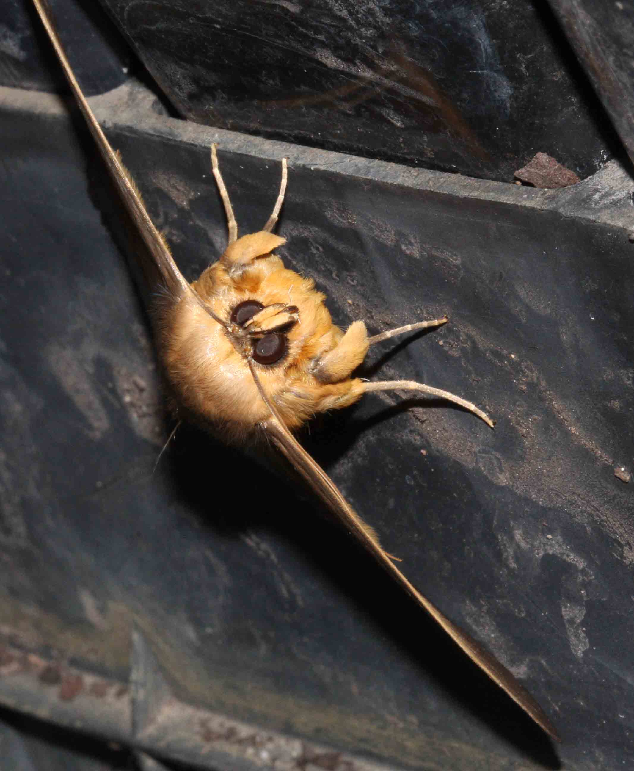 Granny Moth Dasypodia selenophora