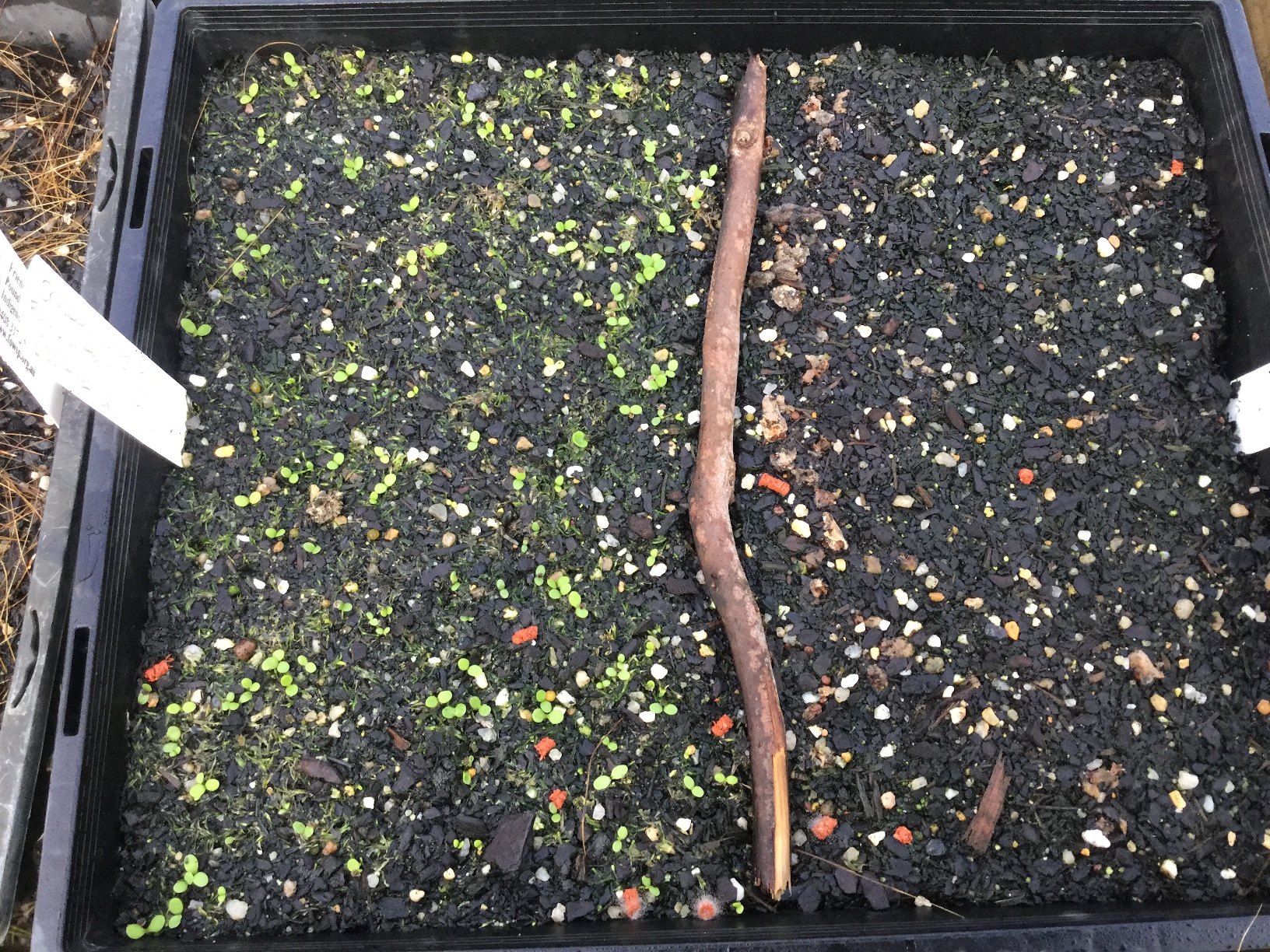 Nursery / Seed tray