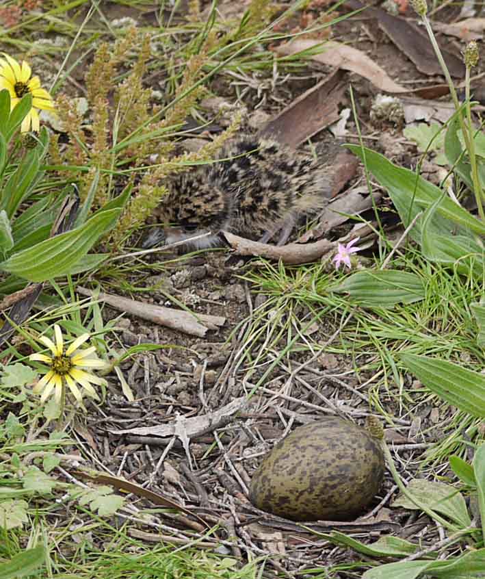 Masked Lawing egg and chick
