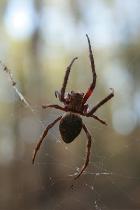 Garden Orb-weaving Spider Eriophora biapicata