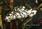 Black and White Tiger moths