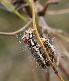 Whistling Moth caterpillar Hecatesia fenestrata