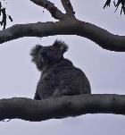 Pound Bend koala