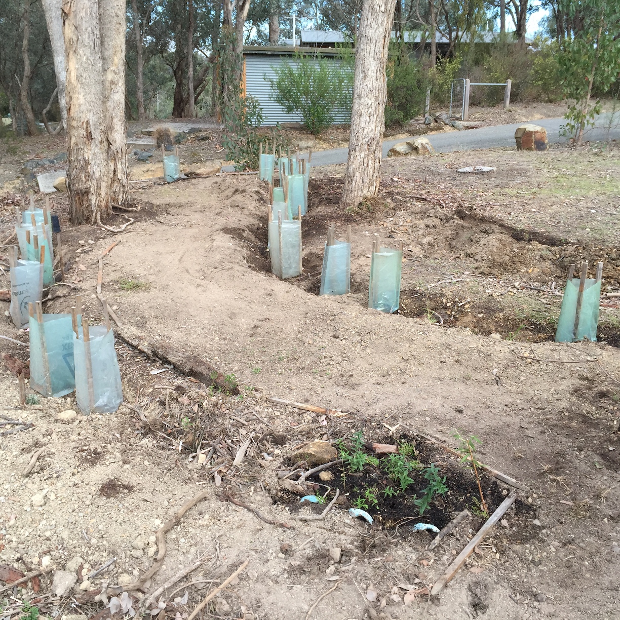 05 - Week two, and the artificial wetland