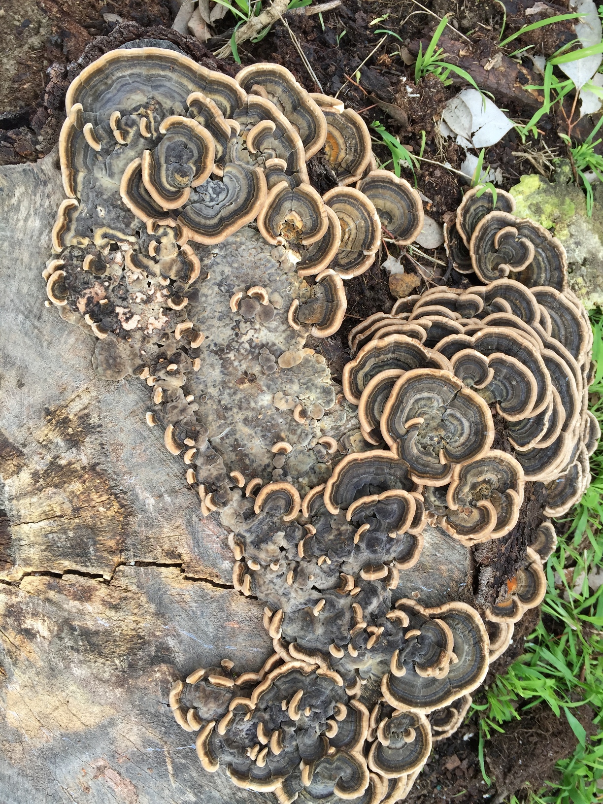06 - July 2015 - Trametes versicolor