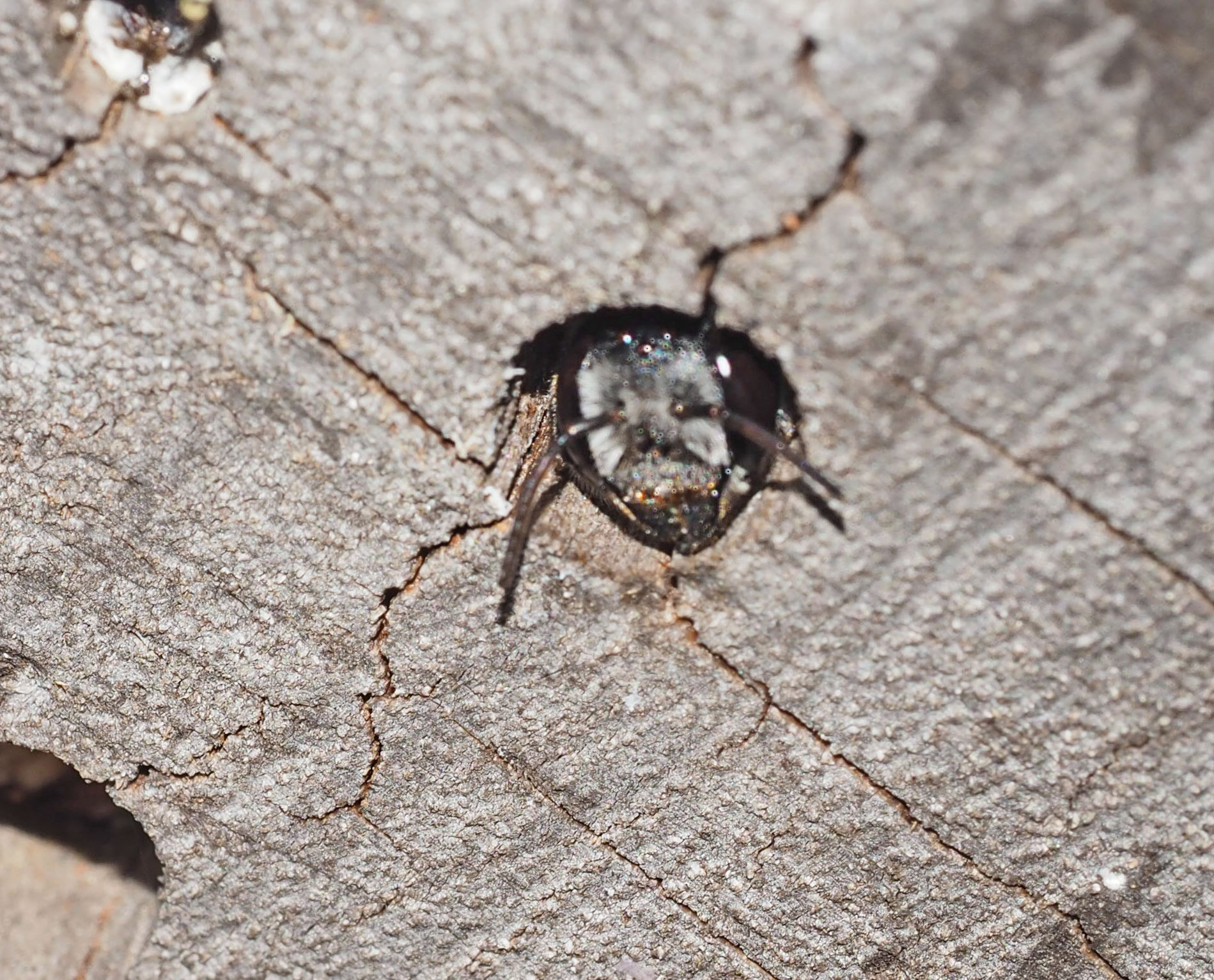 12 - Feb 2017 - Face of a new resident, a resin bee