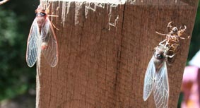 Annettes cicadas