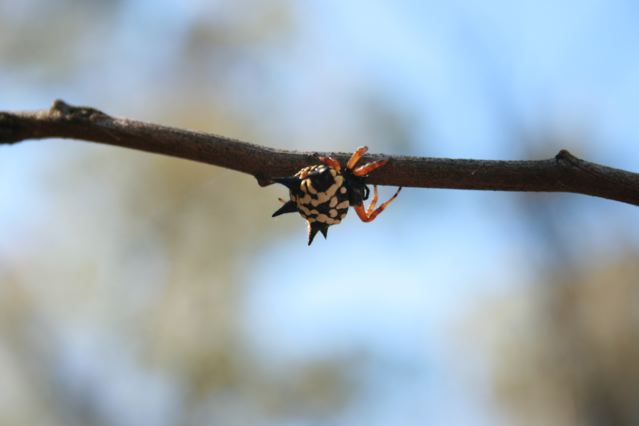 Spiney or Jewel spider