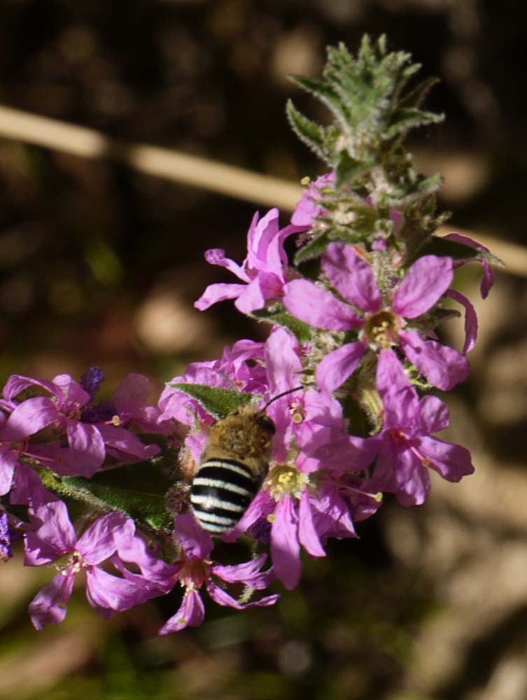 Native Blue Banded Bees love the Lythrum