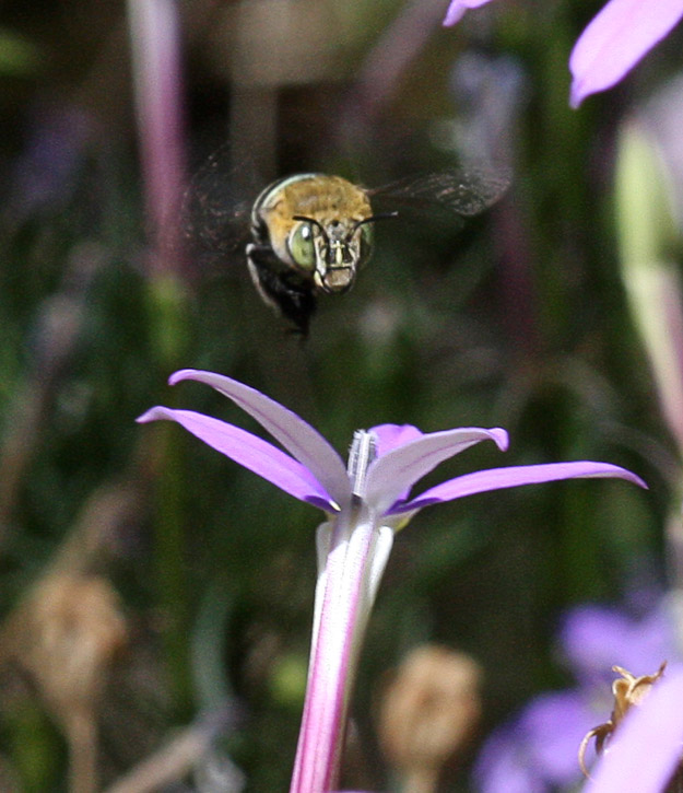 Face view of Blue Banded Bee & Isotoma