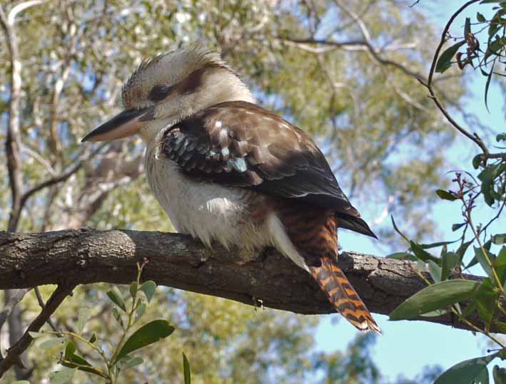 Pound Bend kookaburra