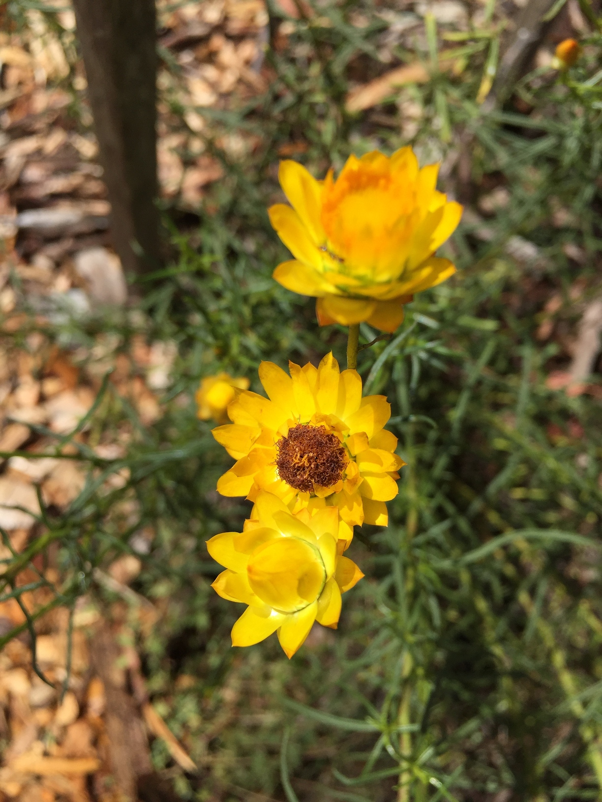 Sticky Everlasting