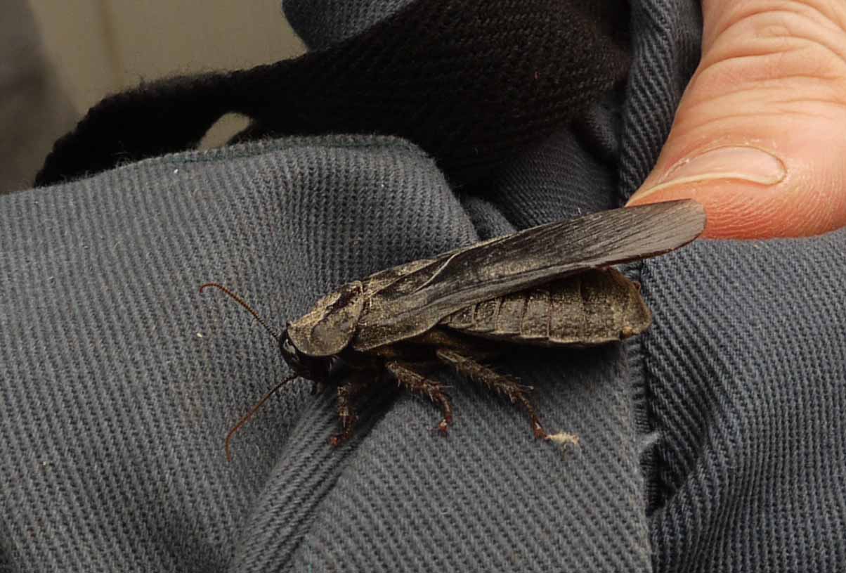 Wood Roach  Blattodea family