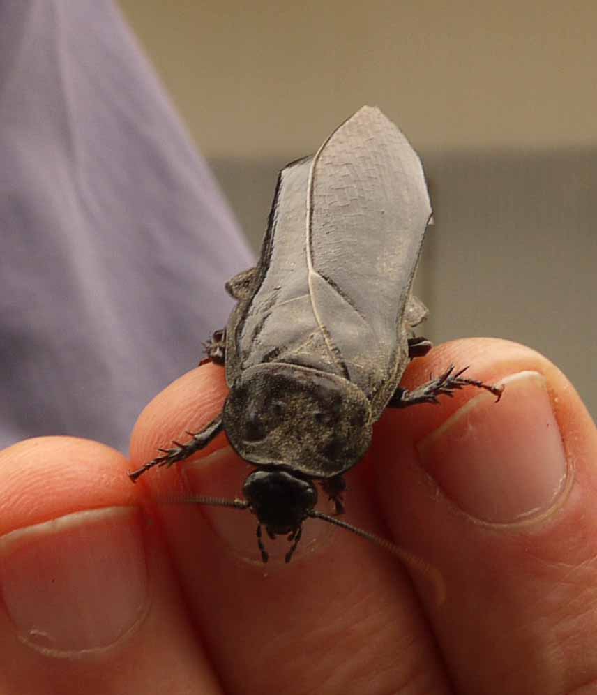 Wood Roach  Blattodea family