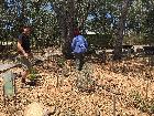 07 - Oct 2015 - Adding the chip bark