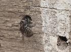 11 - Jan 2017 - A resin bee entering and sealing a hole