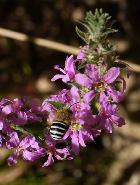 Native Blue Banded Bees love the Lythrum