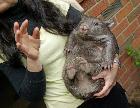 Peggy the wombat
