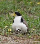 Masked Lapwing and chick at nursery