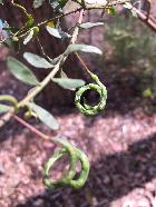 Wattle Seeds