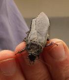 Wood Roach  Blattodea family
